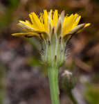 Hairy cat's ear